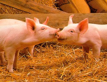Un gros bisou de cochon